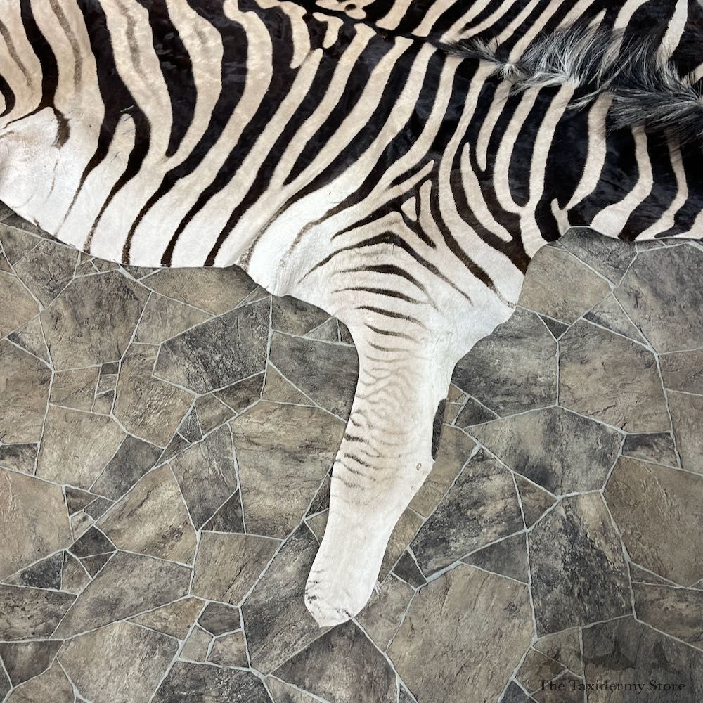 African Zebra Full-Size Taxidermy Rug For Sale #26304 @ The Taxidermy Store
