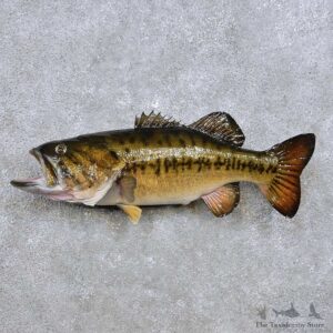 Largemouth Bass Fish Mount For Sale #14354 @ The Taxidermy Store