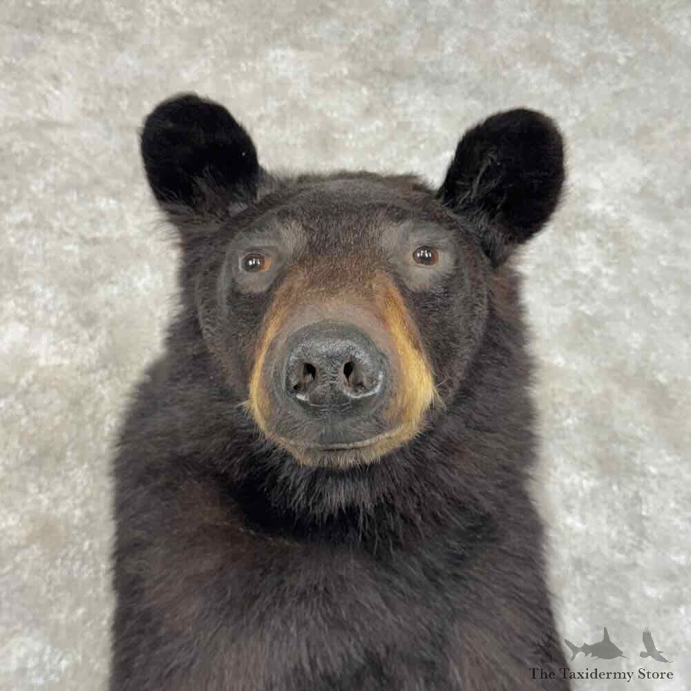 Black Bear Half Life Size Mount For Sale #31170 @ The Taxidermy Store