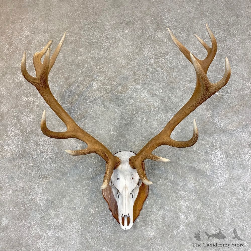 Red Deer Skull Antler European Mount For Sale #22007 @ The Taxidermy Store