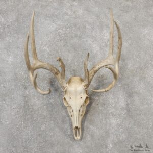 Whitetail Deer Skull European Mount For Sale #19148 @ The Taxidermy Store