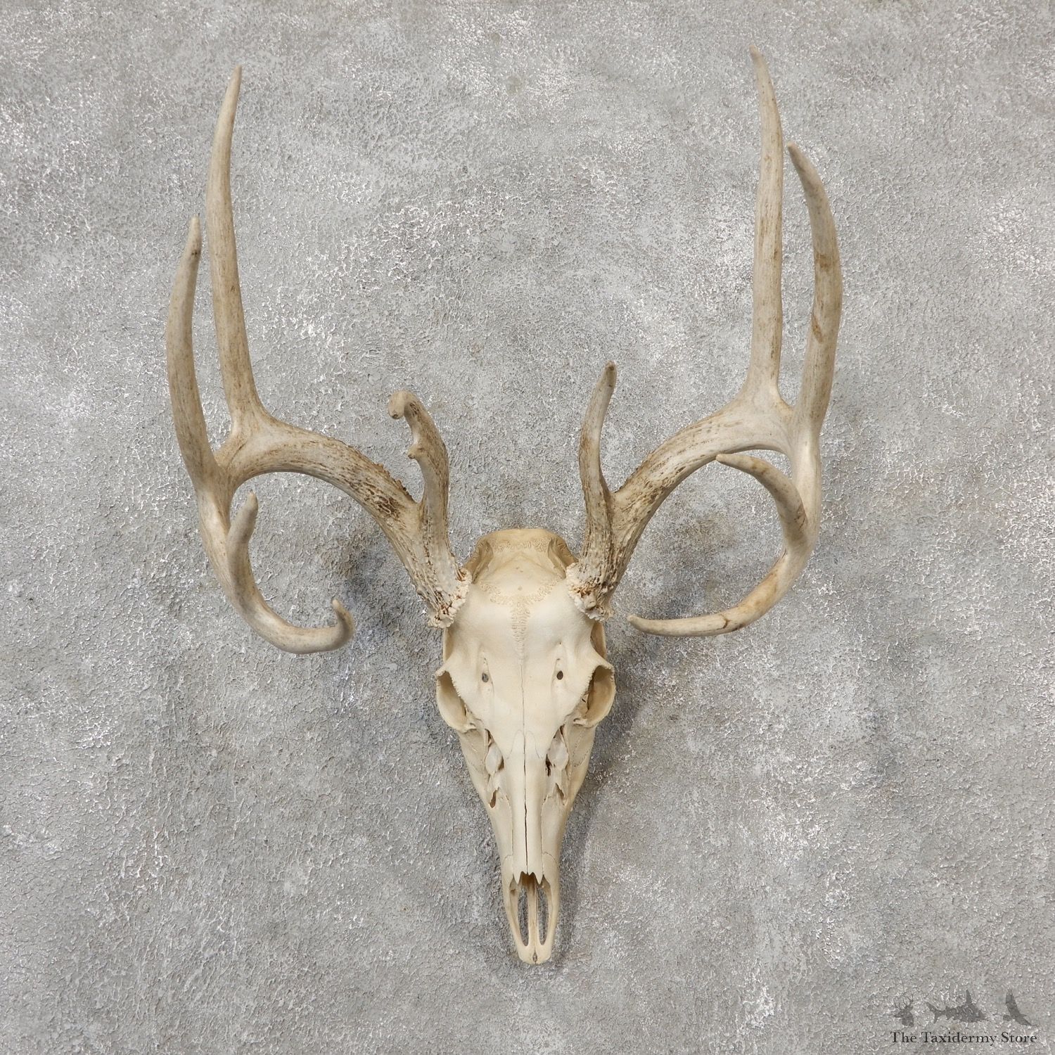 Whitetail Deer Skull European Mount For Sale #19148 @ The Taxidermy Store
