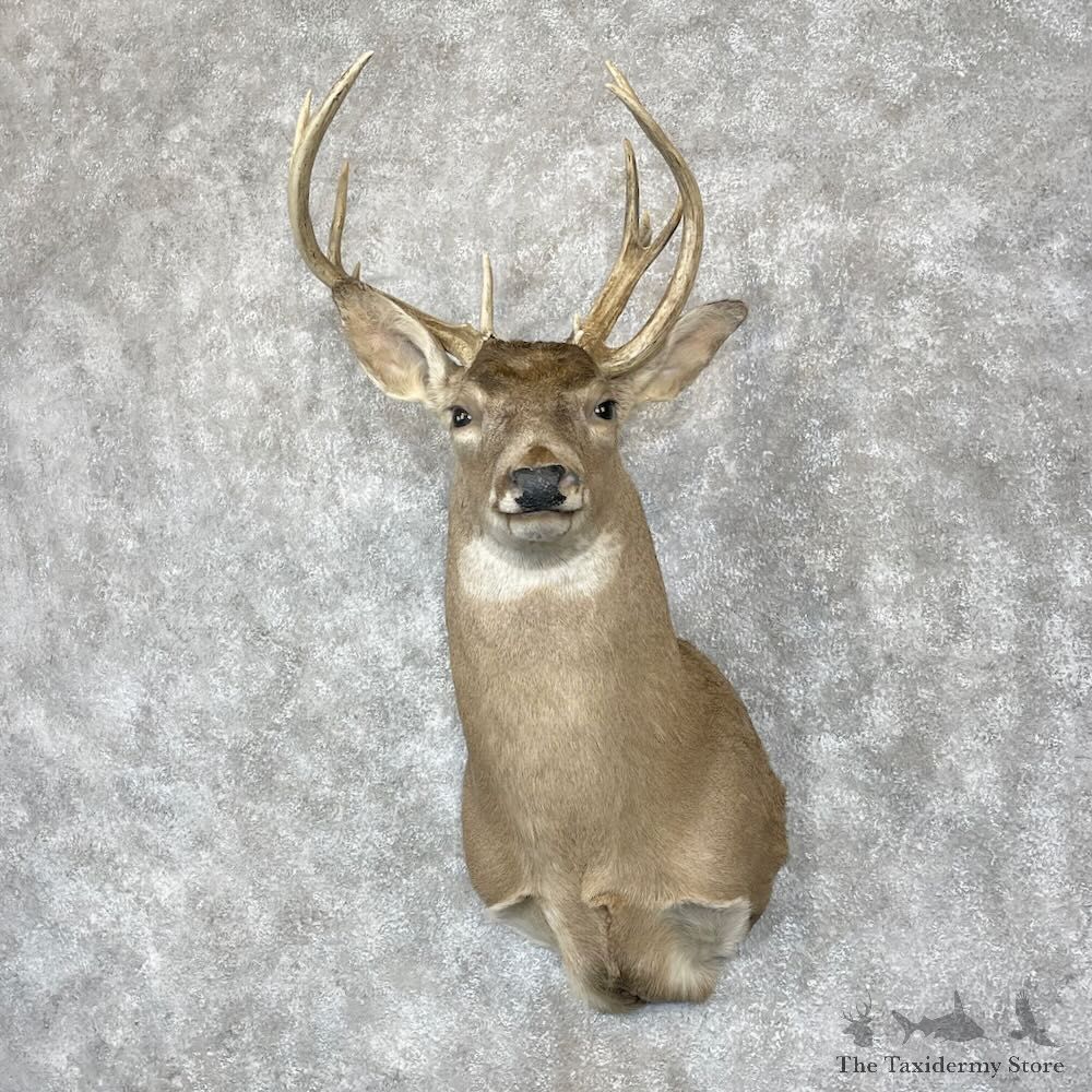 Whitetail Deer Shoulder Mount For Sale #28055 @ The Taxidermy Store