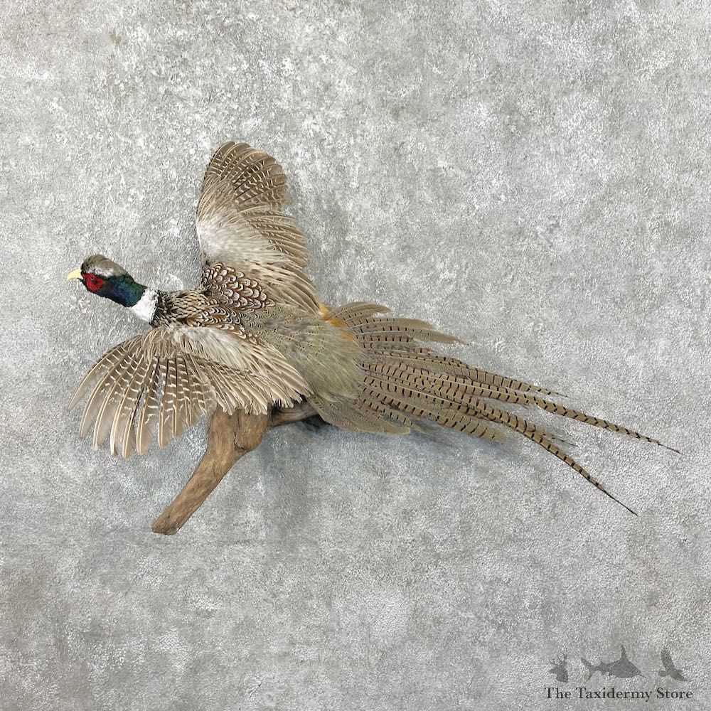 Ringneck Pheasant Bird Mount For Sale #26266 @ The Taxidermy Store