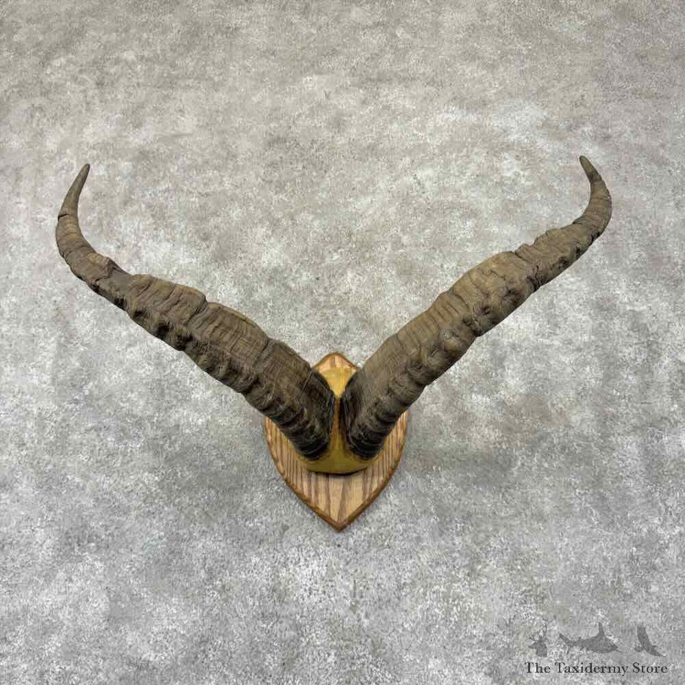 Alpine Ibex Horn Plaque For Sale #32331 @ The Taxidermy Store