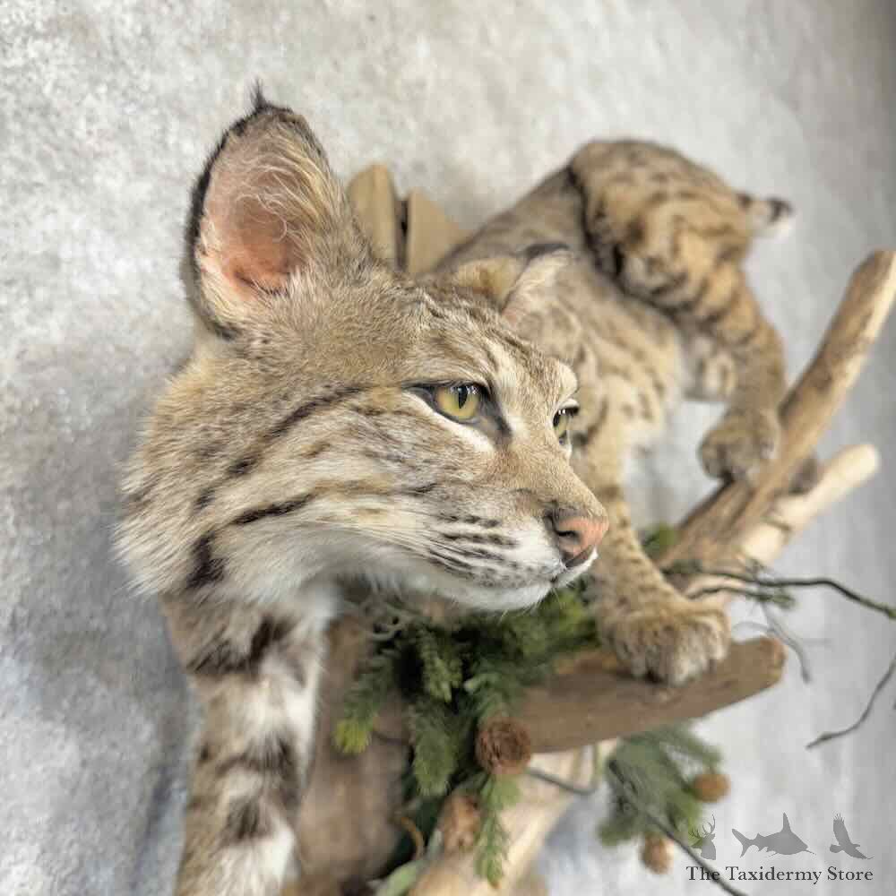 Bobcat Life Size Mount For Sale #32259 @ The Taxidermy Store