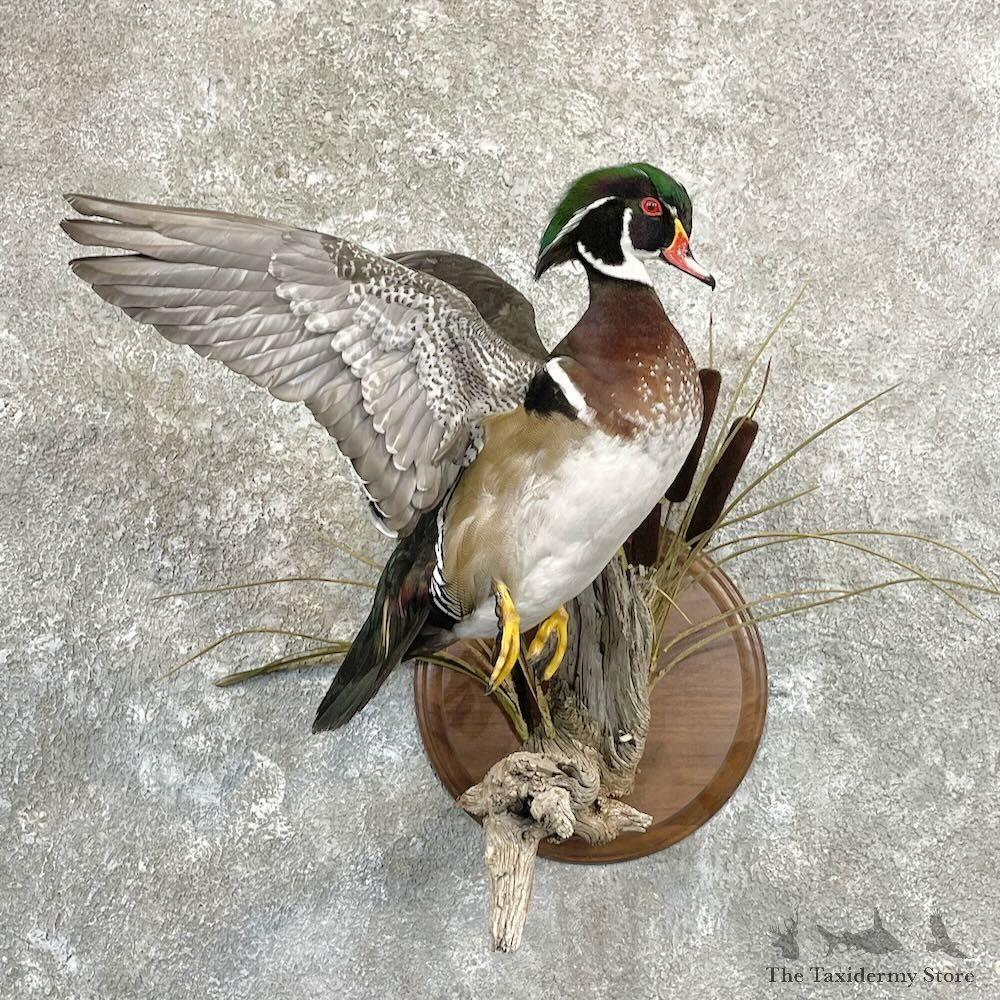 Wood Duck Bird Mount For Sale #27837 @ The Taxidermy Store