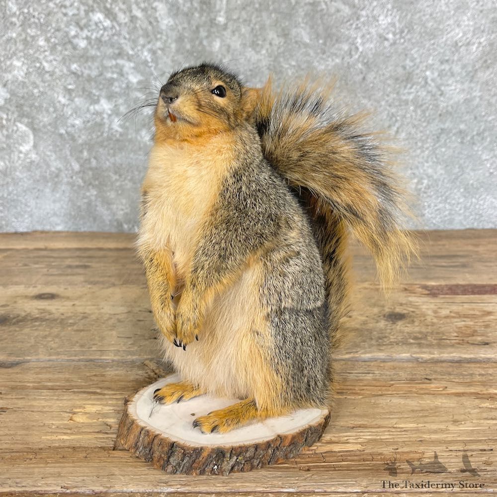 Fox Squirrel Mount For Sale #26401 @ The Taxidermy Store