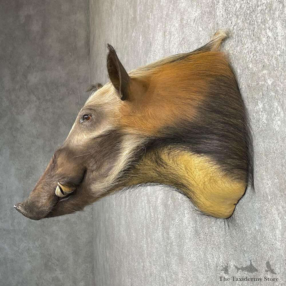 Red River Hog Shoulder Mount For Sale #27421 @ The Taxidermy Store