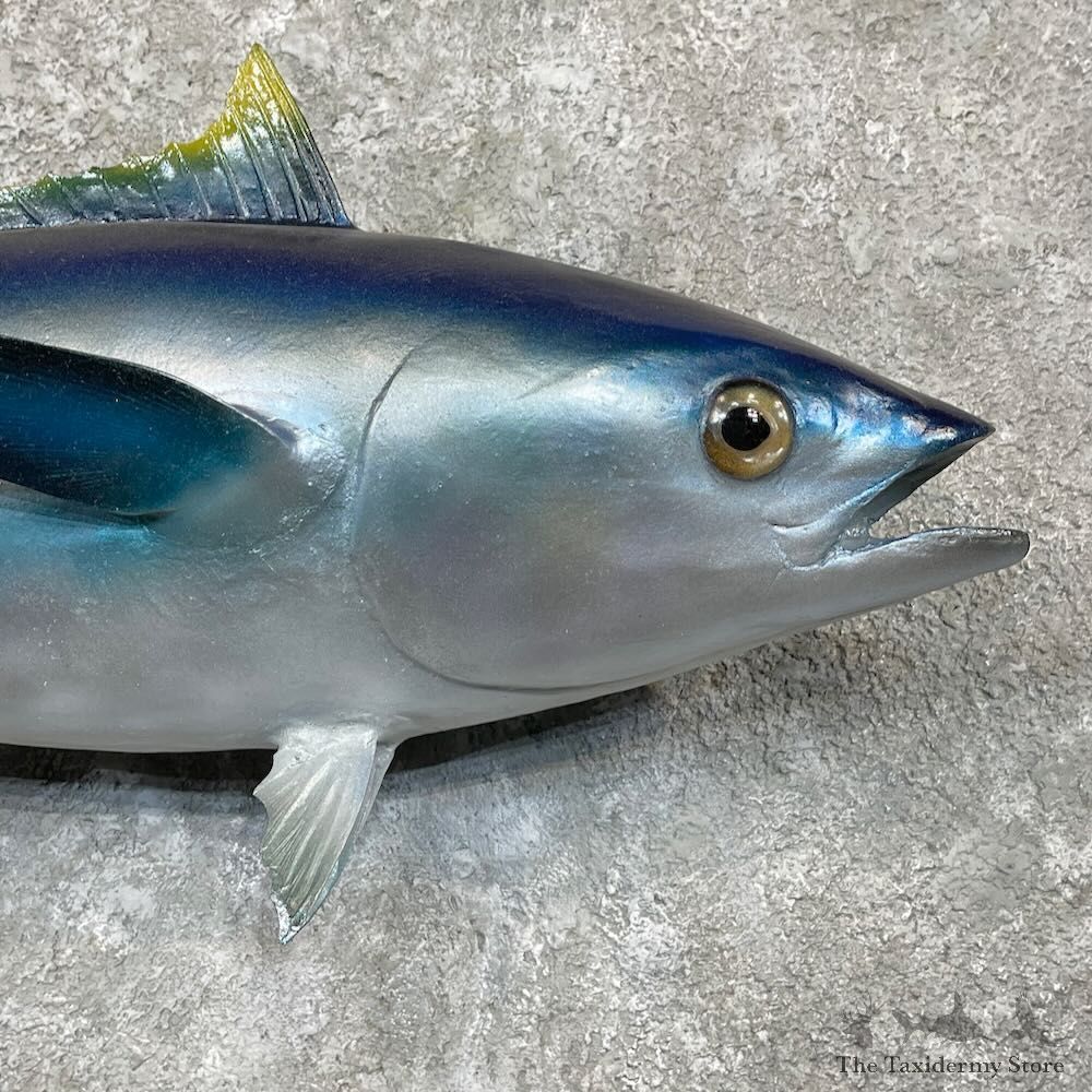 Bigeye Tuna Fish Mount For Sale #27829 - The Taxidermy Store