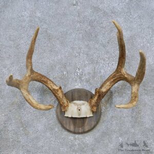 Whitetail Deer Antler Plaque Mount For Sale #14779 @ The Taxidermy Store