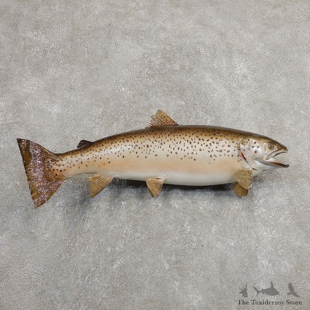 Brown Trout Fish Mount For Sale #20918 @ The Taxidermy Store