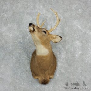 Whitetail Deer Taxidermy Shoulder Mount For Sale #17930 @ The Taxidermy Store