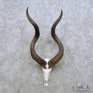 Whitetail Deer Antler Mount For Sale #14304 @ The Taxidermy Store