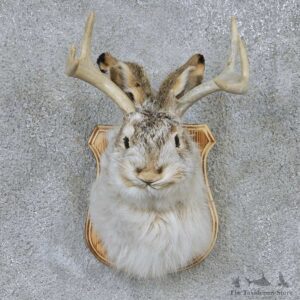 Jackalope Shoulder Mount For Sale #13670 @ The Taxidermy Store