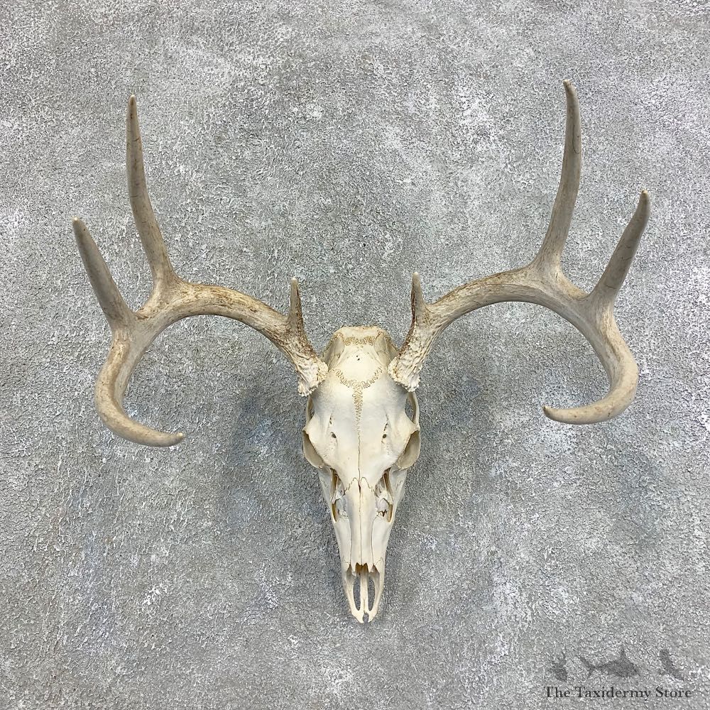Whitetail Deer Skull European Mount For Sale #21485 @ The Taxidermy Store