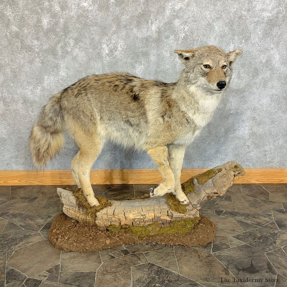 Coyote Life-Size Mount For Sale #23441 @ The Taxidermy Store