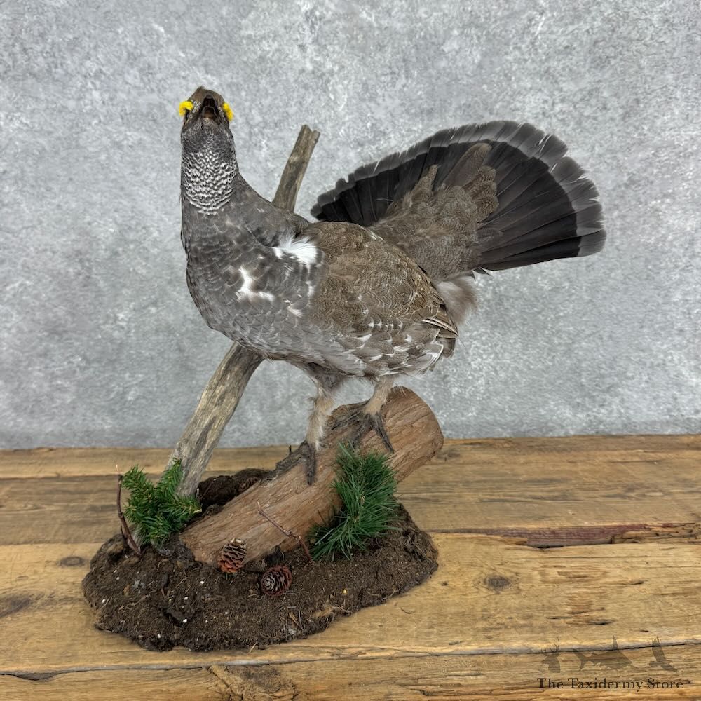 Blue Grouse Bird Mount For Sale #32384 @ The Taxidermy Store