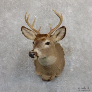 Whitetail Deer Shoulder Mount #19656 For Sale - The Taxidermy Store