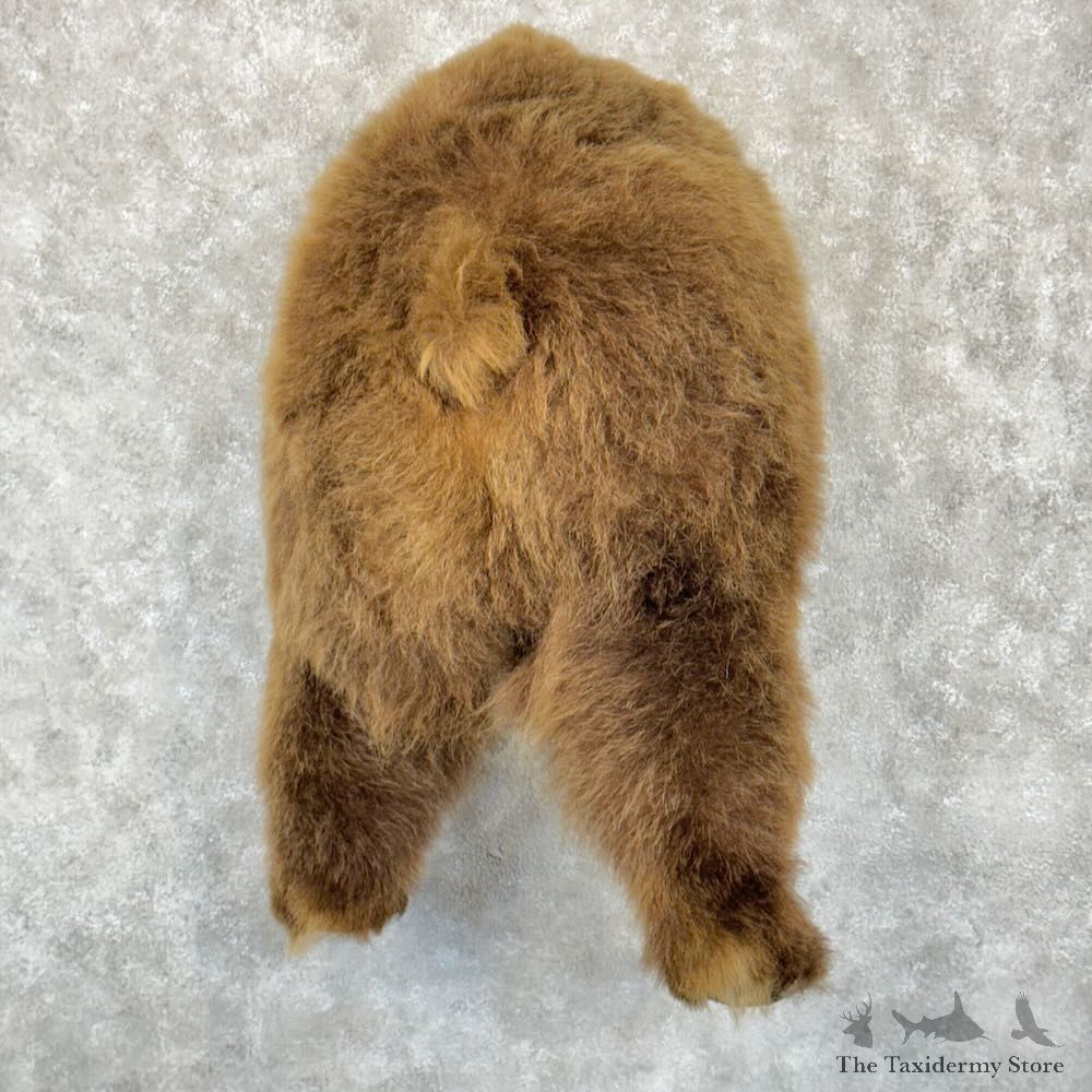 Brown Bear Rear Mount For Sale #28967 @ The Taxidermy Store