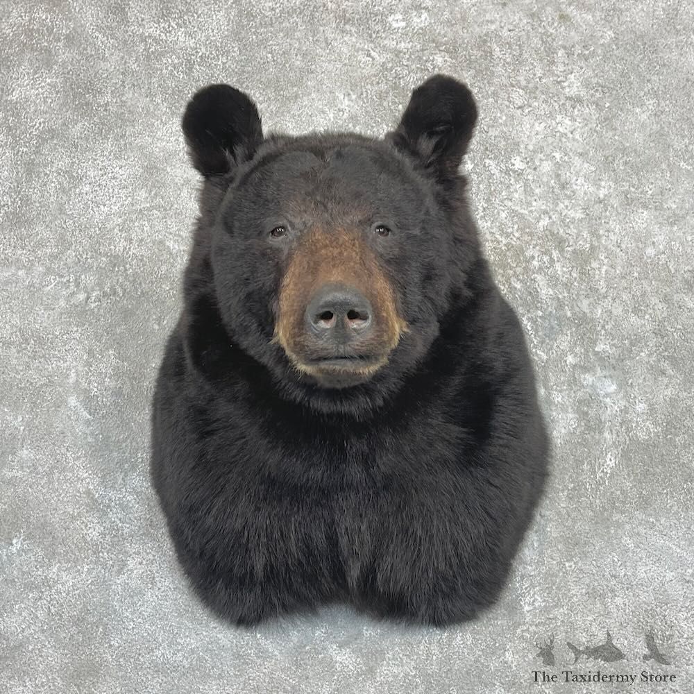 Black Bear Shoulder Mount For Sale #27415 @ The Taxidermy Store
