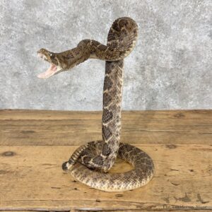 Western Diamondback Rattlesnake Mount For Sale #30061 @ The Taxidermy Store