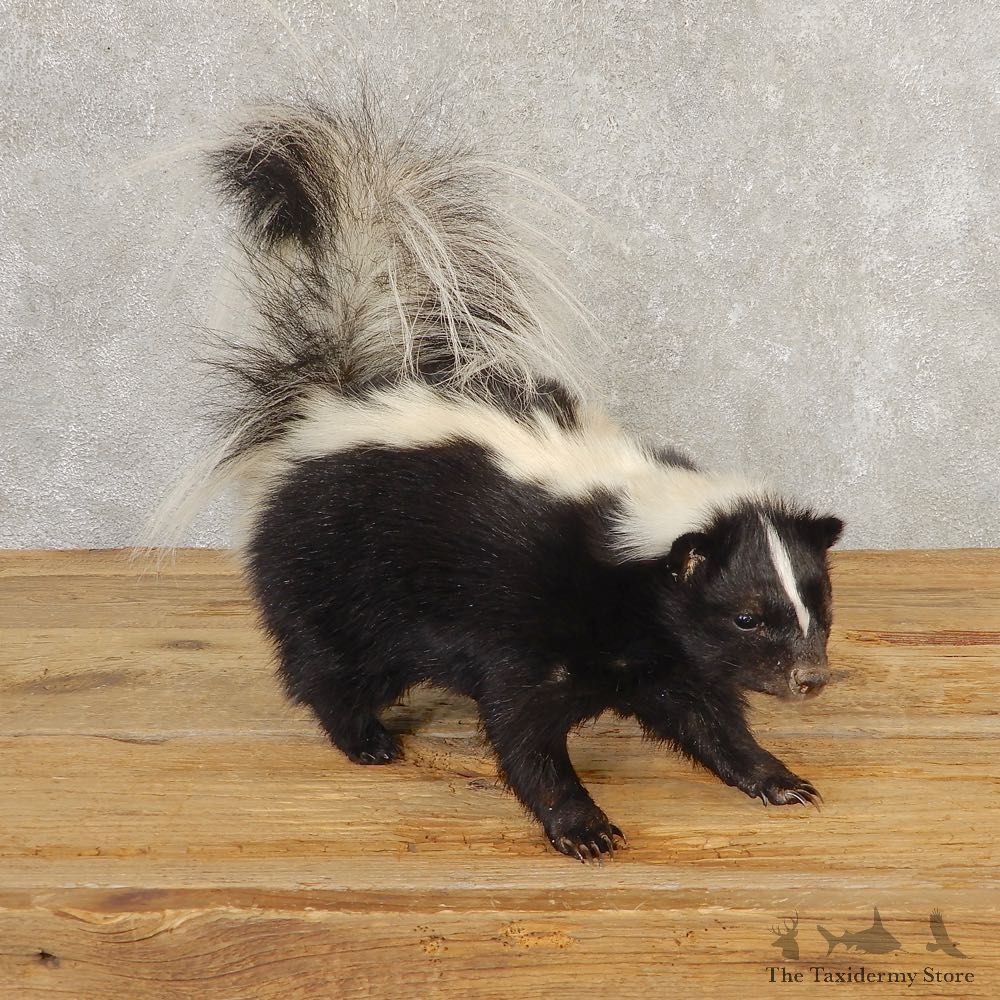Skunk Life-Size Taxidermy Mount #21306 For Sale @ The Taxidermy Store