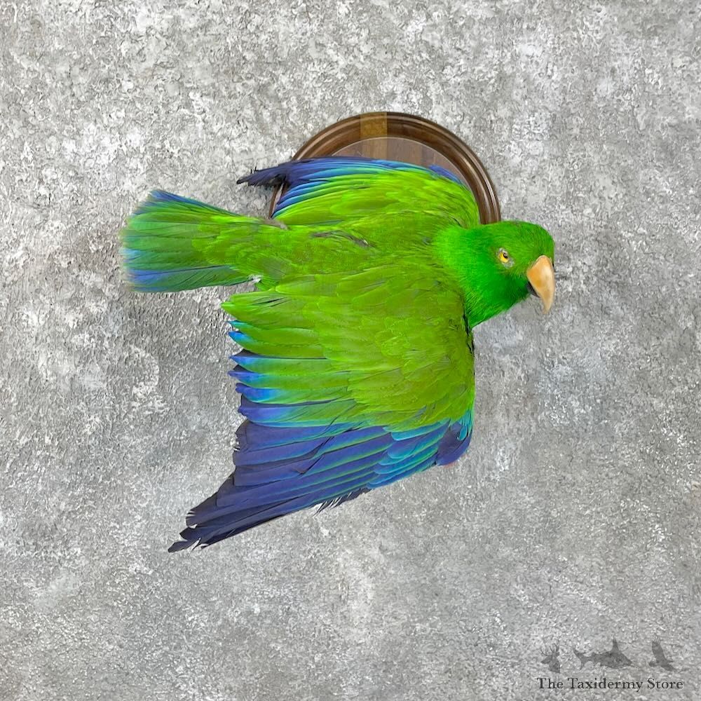 Eclectus Parrot Bird Mount For Sale #27806 @ The Taxidermy Store