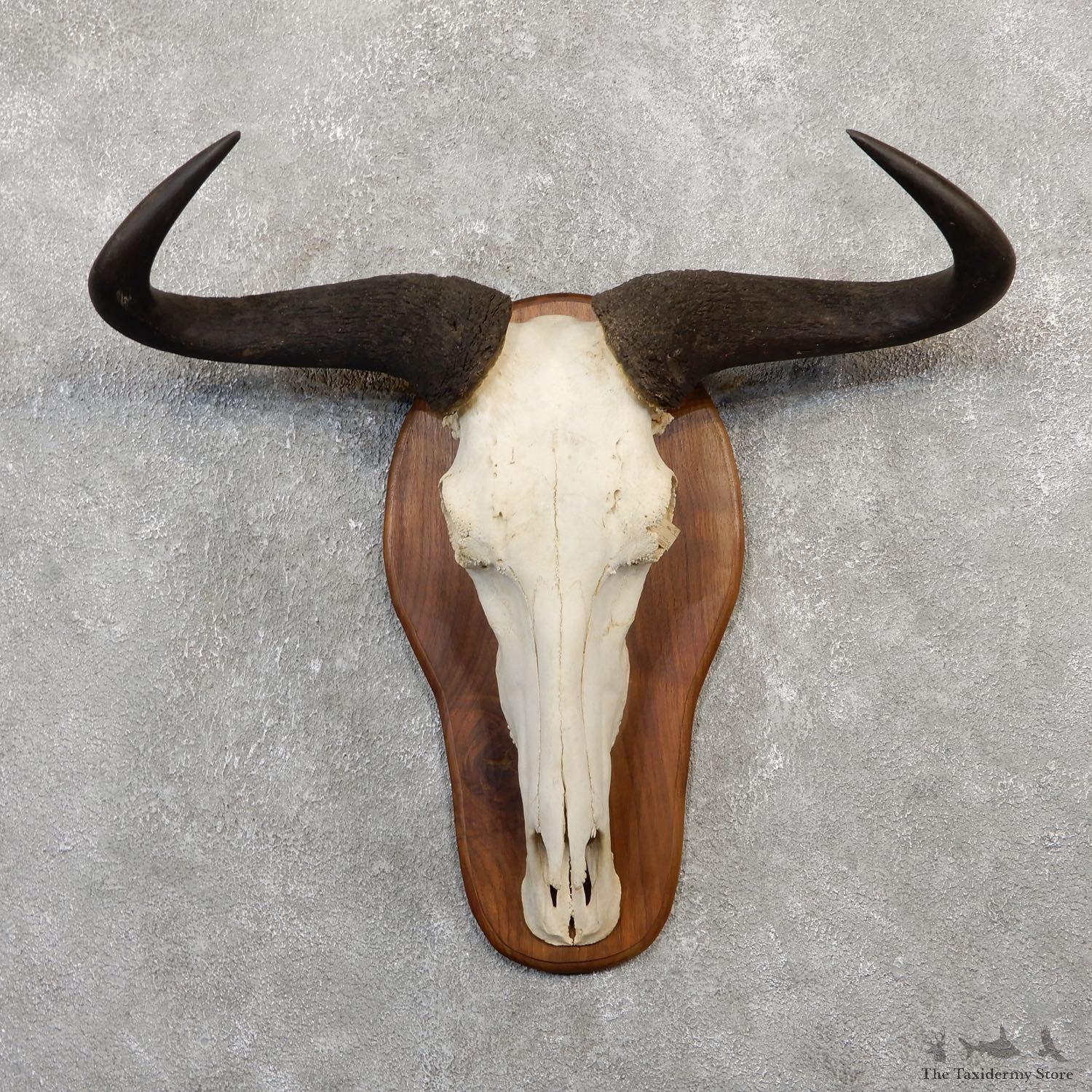 Blue Wildebeest Skull Horns European Mount #20066 For Sale @ The Taxidermy Store