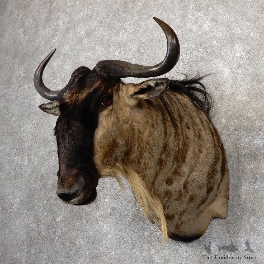 African White Bearded Gnu Wildebeest Shoulder Mount #18816 For Sale @ The Taxidermy Store