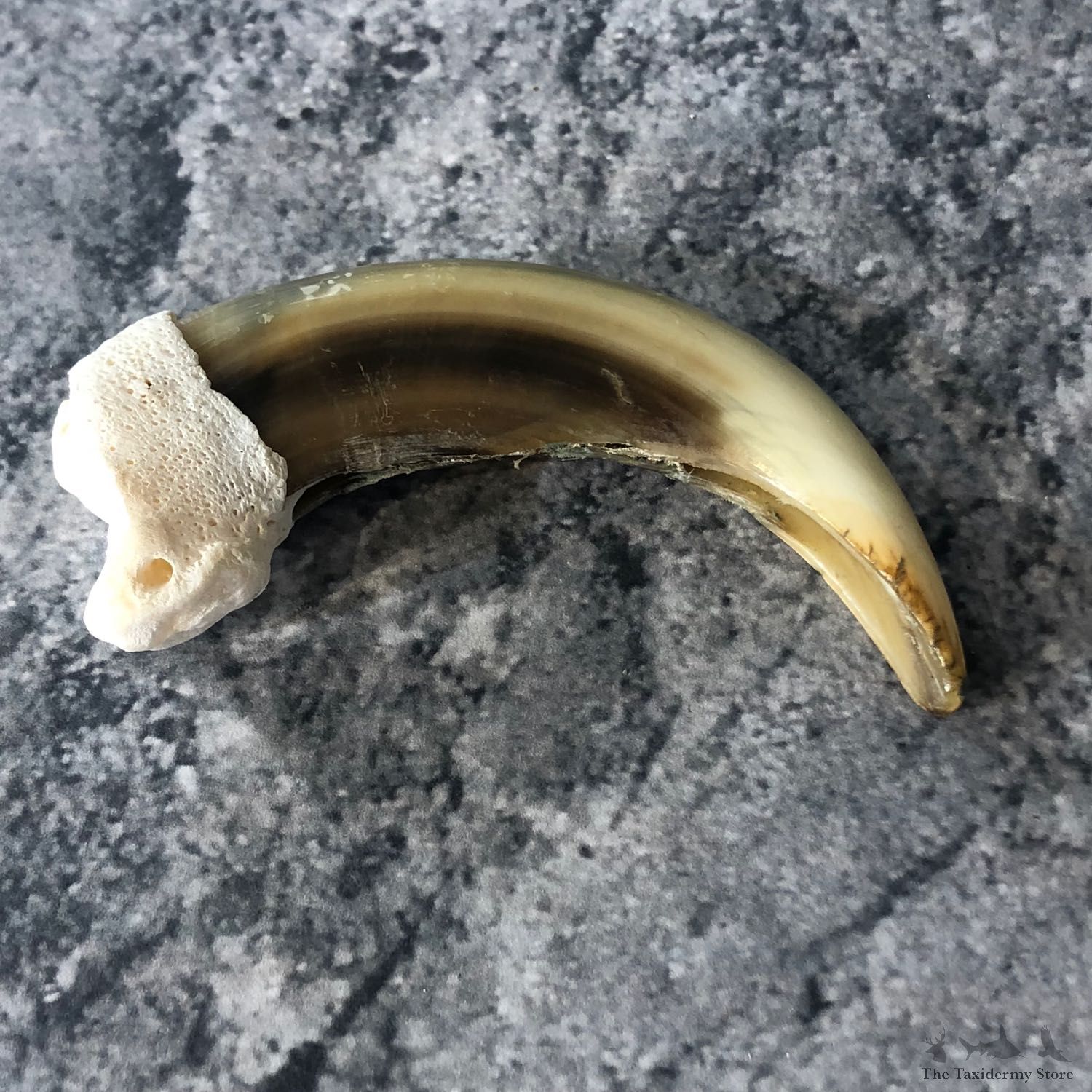 Grizzly Bear Claw For Sale #19907 @ The Taxidermy Store