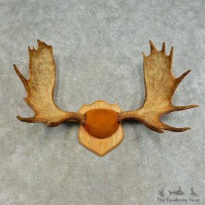Eastern Canada Moose Antler Plaque For Sale #16374 @ The Taxidermy Store