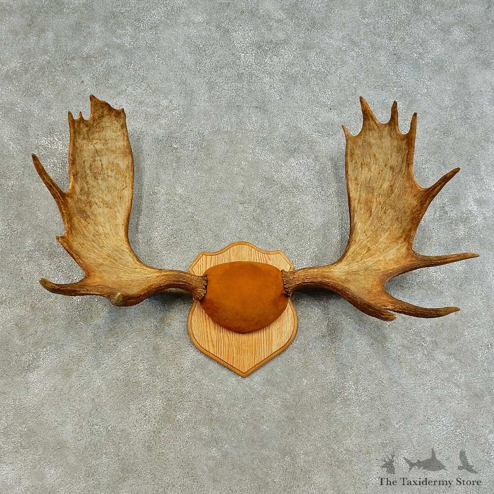 Eastern Canada Moose Antler Plaque For Sale #16374 @ The Taxidermy Store