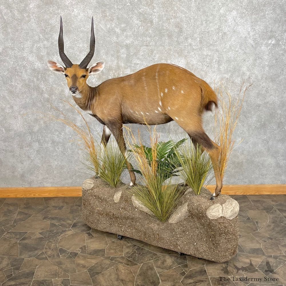 Chobe Bushbuck Life-Size Taxidermy Mount #25065 For Sale @ The Taxidermy Store