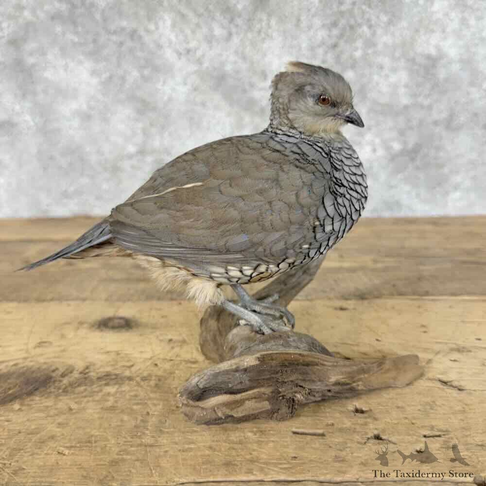 Scaled Quail Bird Mount For Sale #31434 @ The Taxidermy Store