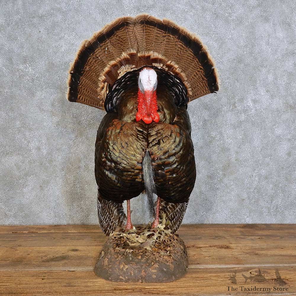 Eastern Wild Turkey Bird Mount For Sale #15863 @ The Taxidermy Store