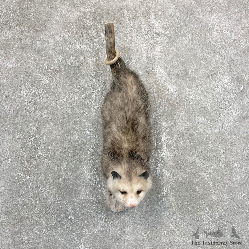 Wall Hanging Opossum Mount For Sale #24283 @ The Taxidermy Store