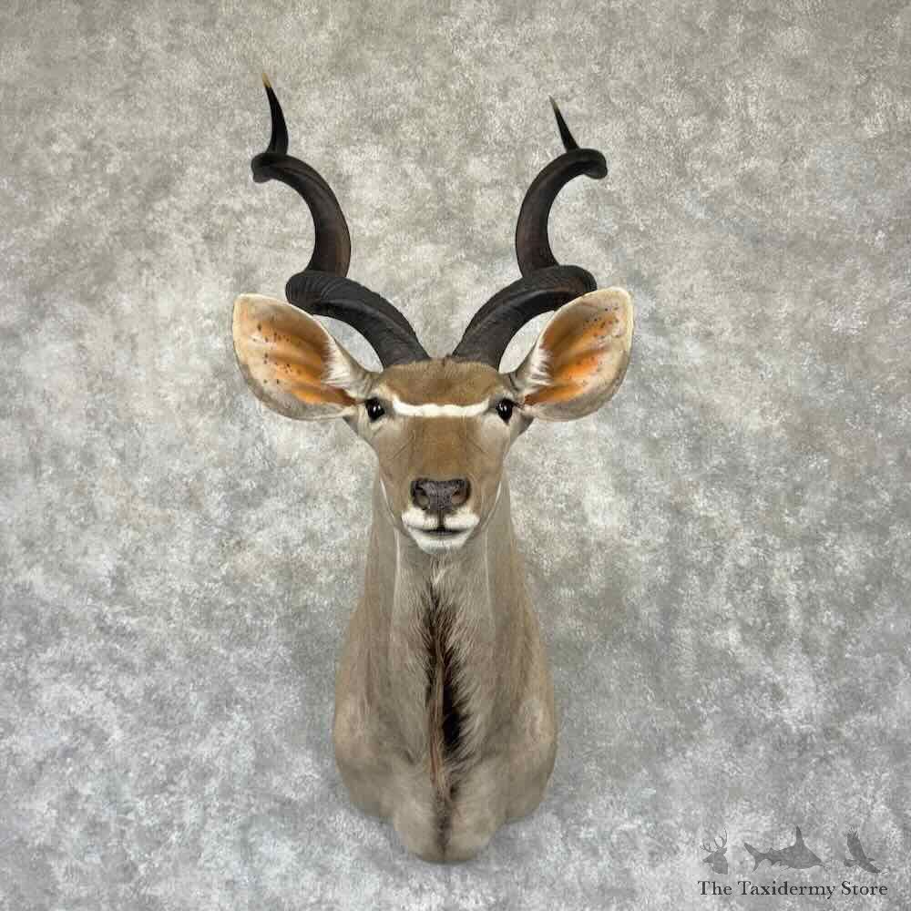 Southern Greater Kudu Shoulder Mount For Sale #32340 @ The Taxidermy Store