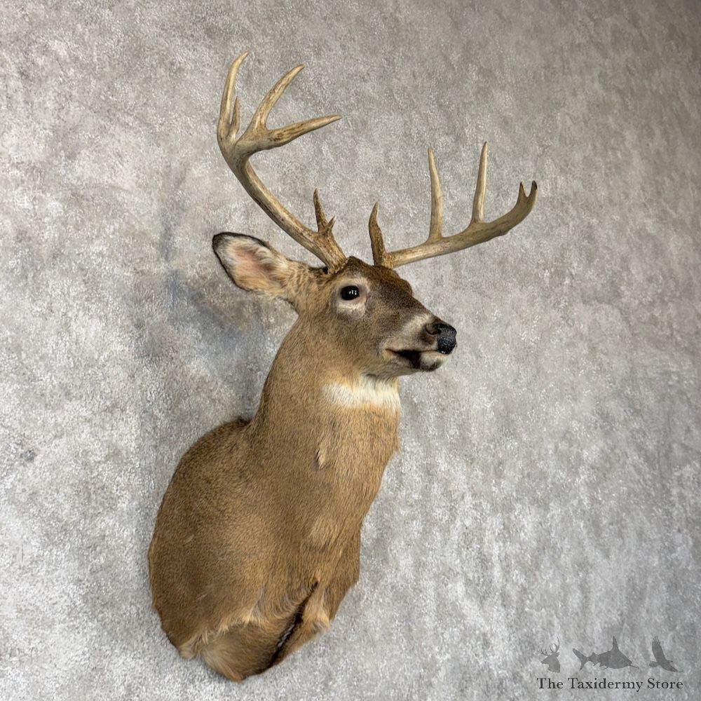 Whitetail Deer Shoulder Mount For Sale #30246 @ The Taxidermy Store