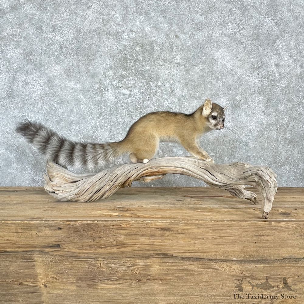 Ringtail Cat Mount For Sale #27191 @ The Taxidermy Store
