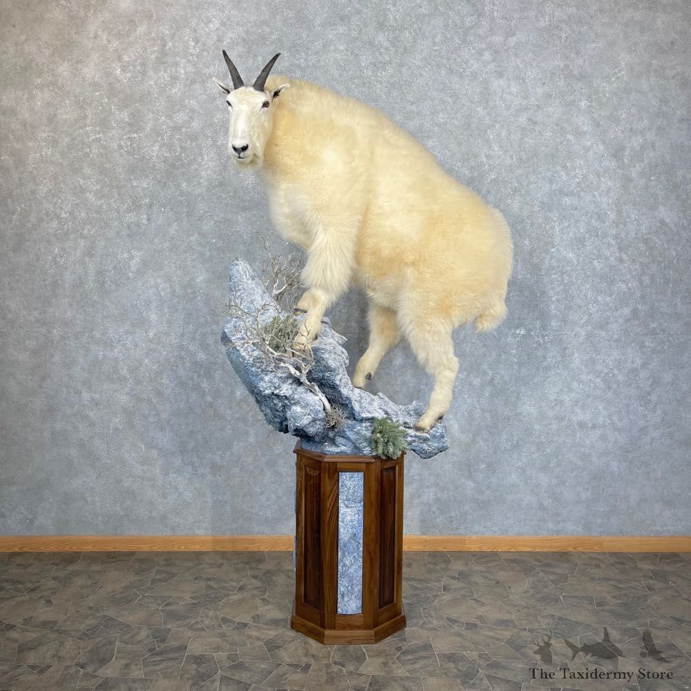Mountain Goat Life-Size Mount For Sale #24437 @ The Taxidermy Store