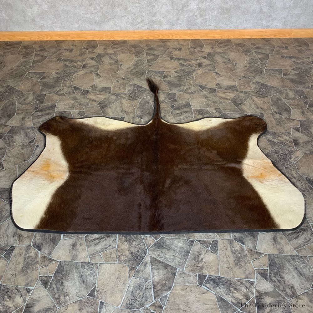 Sable Taxidermy Hide For Sale #22746 @ The Taxidermy Store