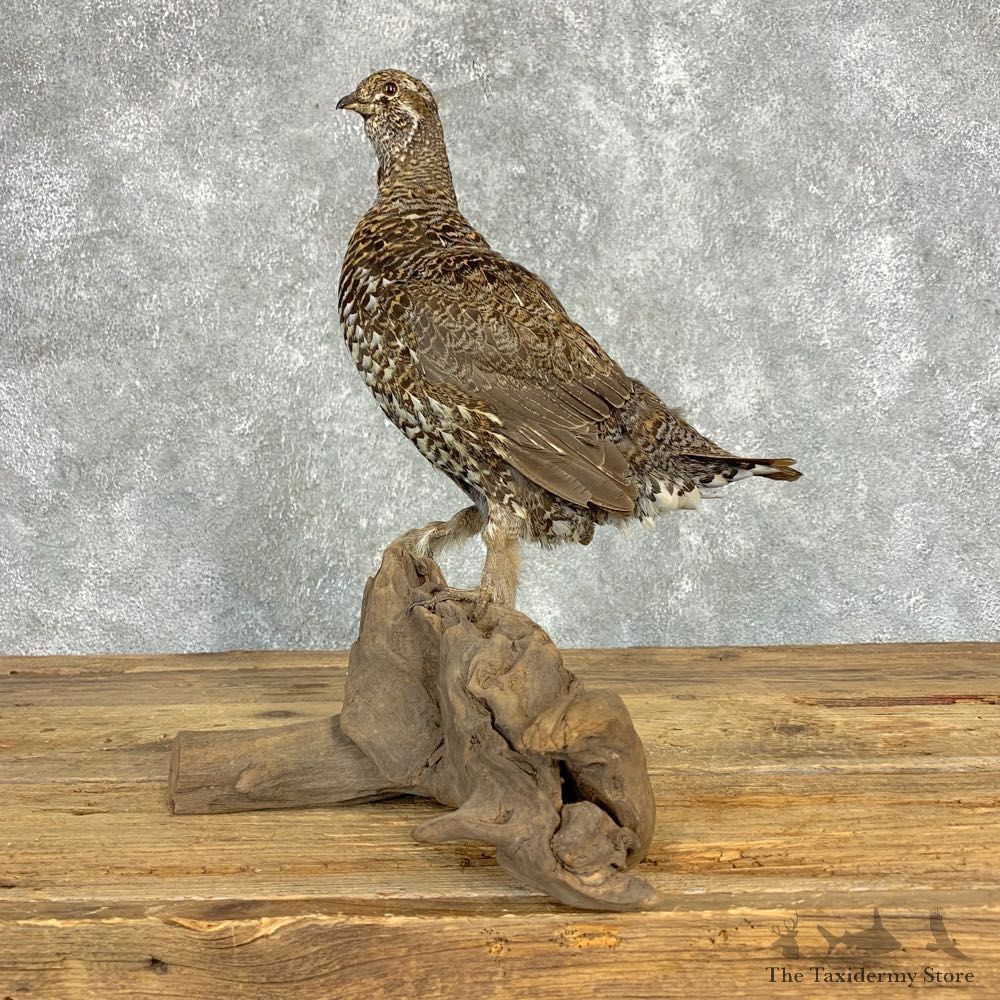 Franklin's Grouse Bird Mount For Sale #21296 @ The Taxidermy Store
