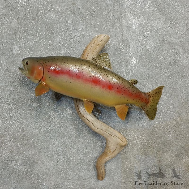 Rainbow Trout Fish Mount For Sale #17783 @ The Taxidermy Store