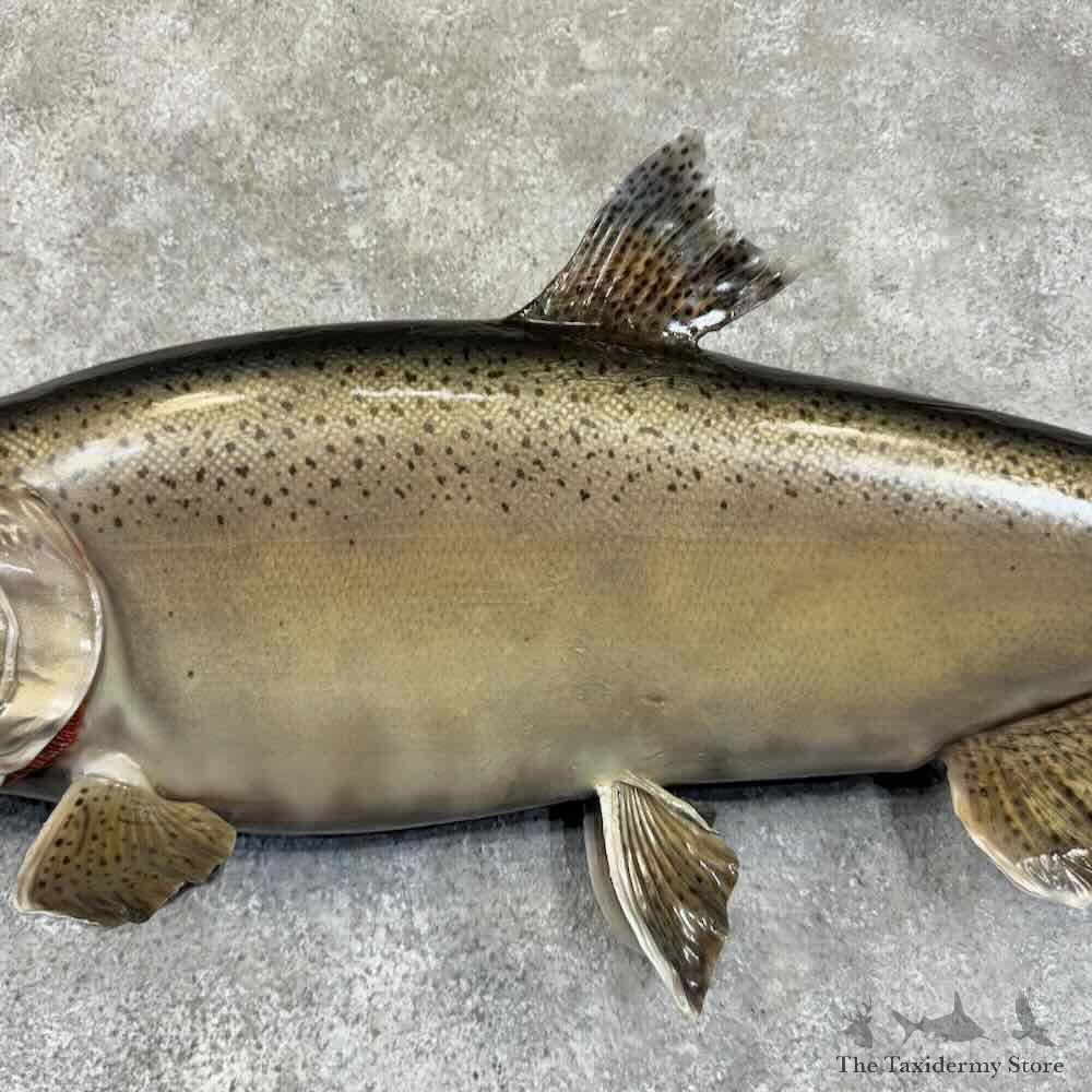 Spawning Phase King Chinook Salmon Fish Mount For Sale #30751 @ The Taxidermy Store
