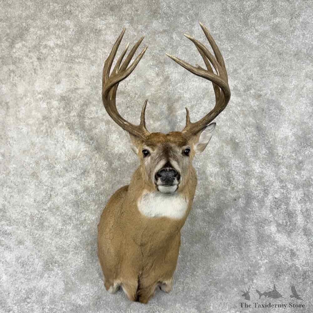 Whitetail Deer Shoulder Mount For Sale #31488 @ The Taxidermy Store