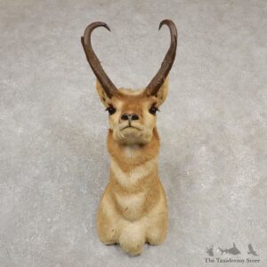 Pronghorn Antelope Shoulder Mount For Sale #20529 @ The Taxidermy Store