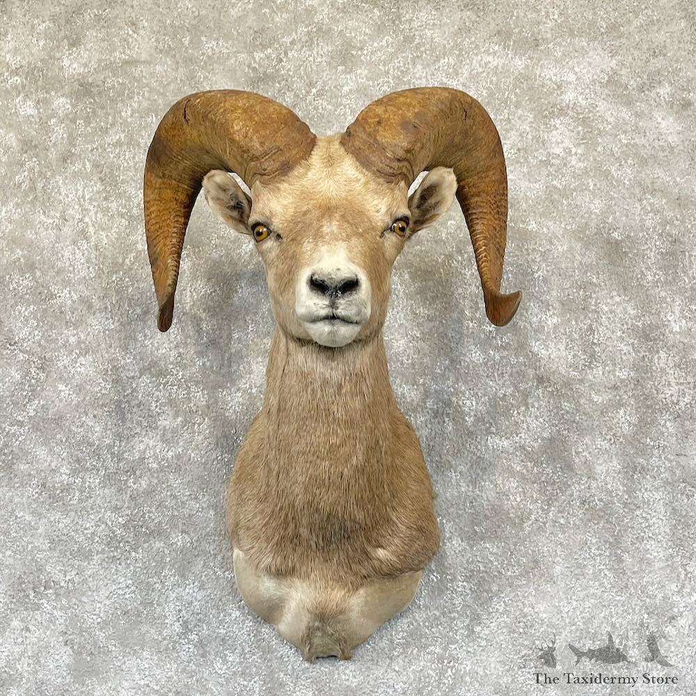 Desert Bighorn Sheep Shoulder Mount For Sale #28274 @ The Taxidermy Store
