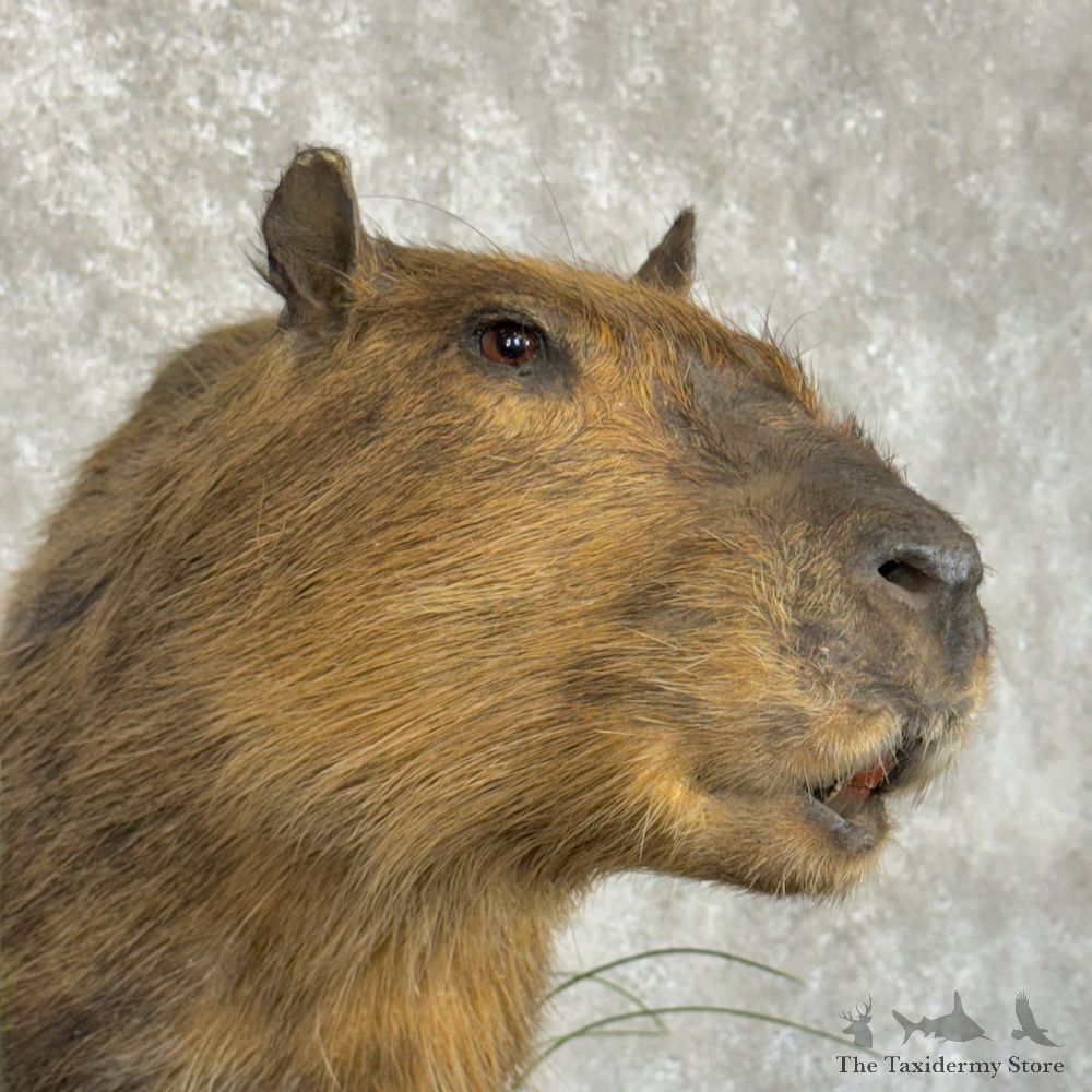 Capybara Life-Size Mount For Sale #29735 @ The Taxidermy Store