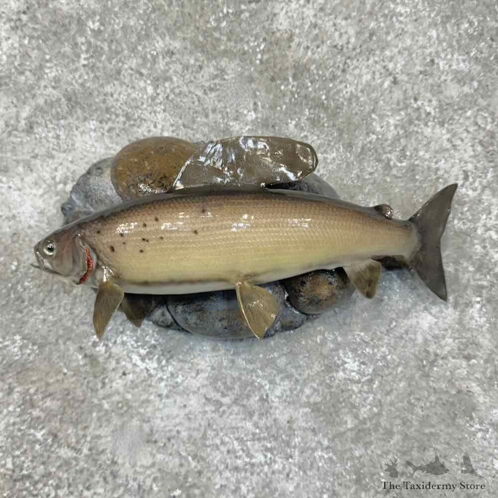 Arctic Grayling Fish Mount For Sale #30461 @ The Taxidermy Store